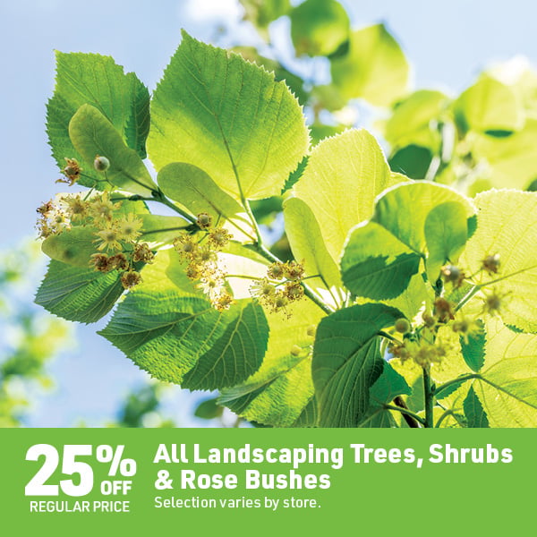 May 18 Landing Page Image14