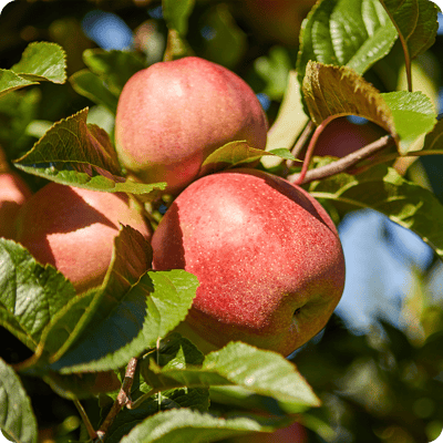 Blushing Delight Apple