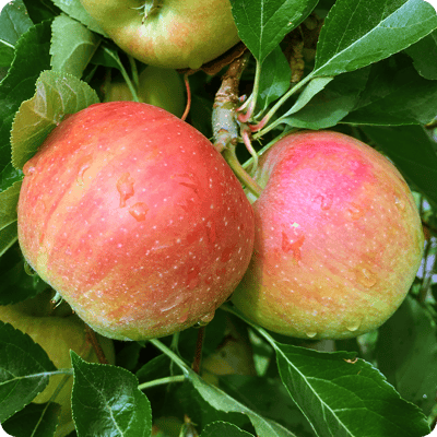 fuji-apple-tree