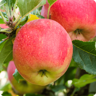 Gala Apple Tree