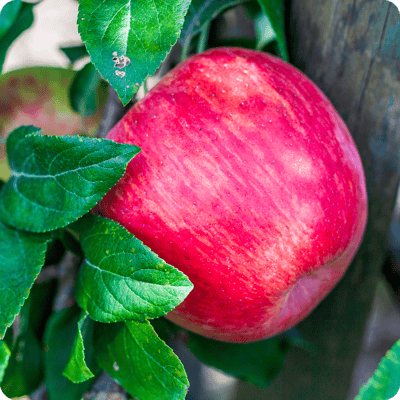 Honeycrisp Apple Tree