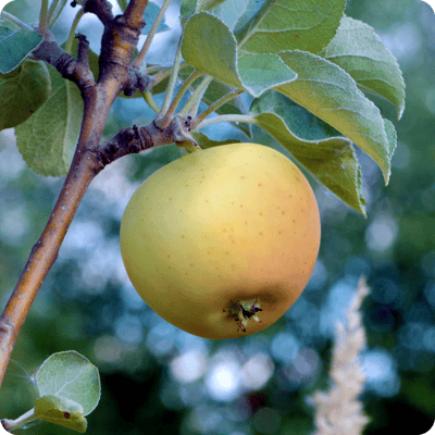 Honeygold Apple Tree