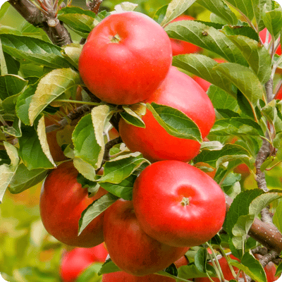 Pink Lady Apple Tree