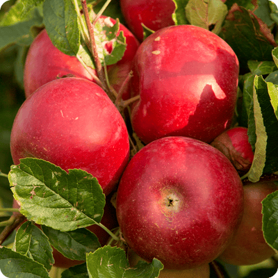 Red Tasty Apple Tree