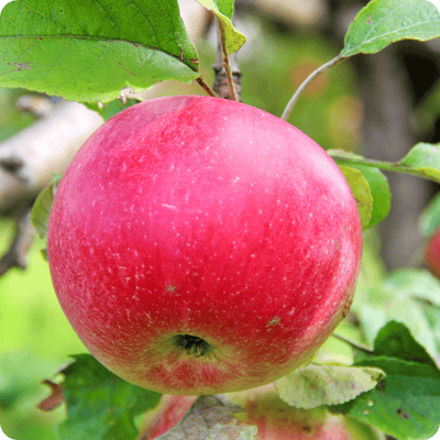 Wealthy Apple Tree