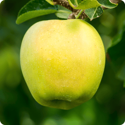 Yellow Delicious Apple Tree