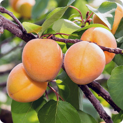 Blenheim-Canadian-White-Apricot-Tree