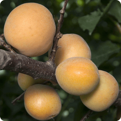 Blenheim Apricot Tree