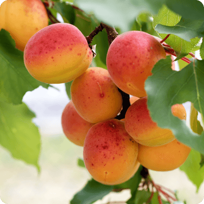 Chinese-Apricot-Tree