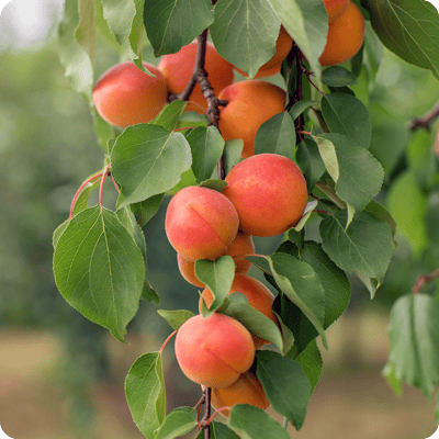 Harcot-Apricot-Tree