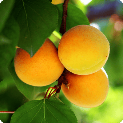 Moorpark-Apricot-Tree