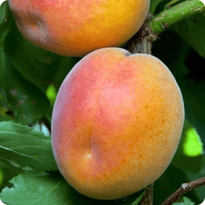 Robada-Apricot-Tree