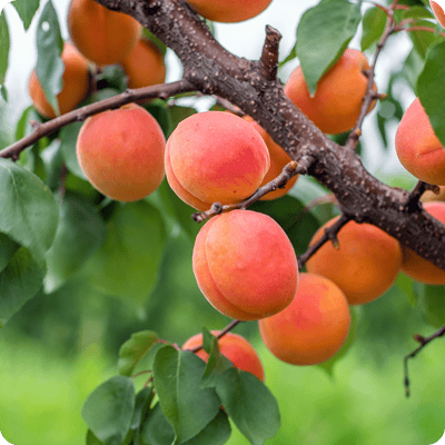 Tomcot-Apricot-Tree