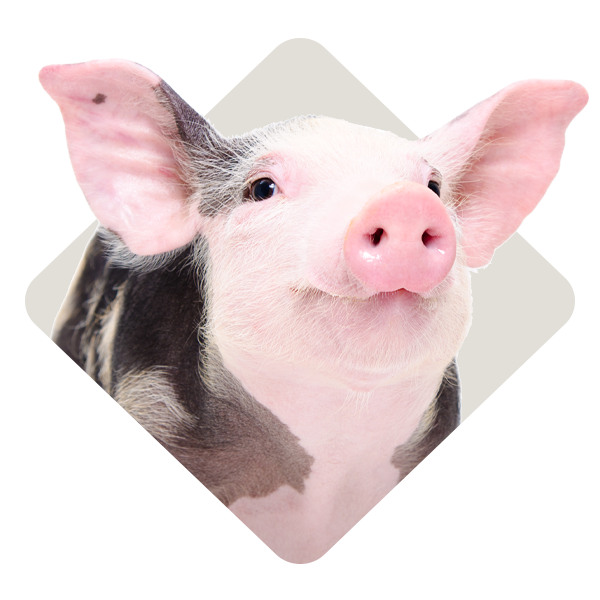 Category_Level2_Hog-Feed