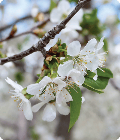 Cherry-Tree-Blooms