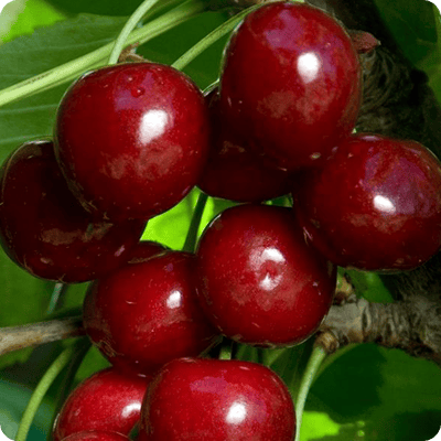 Bing Cherry Tree