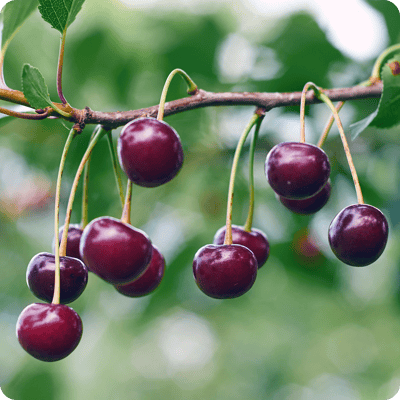 Carmine Jewel Cherry Bush