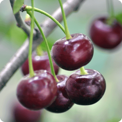 Romeo Cherry Bush