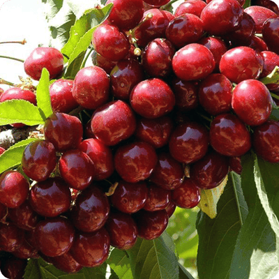 Lapins Cherry Tree