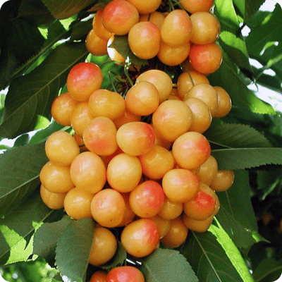 Rainier Cherry Tree