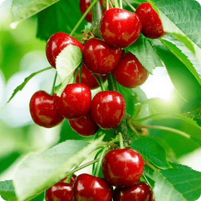 Tehranivee Cherry Tree