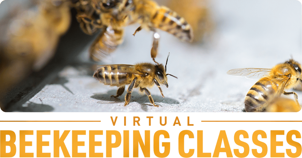 Virtual Beekeeping Classes