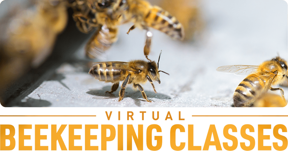 Virtual Beekeeping Classes Virtual Beekeeping Classes