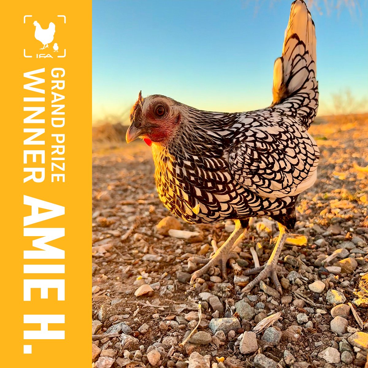 IFA_ChickenContest26_GrandPrize_Winner_AmieH_Cortez_Chicken2_IG_v2