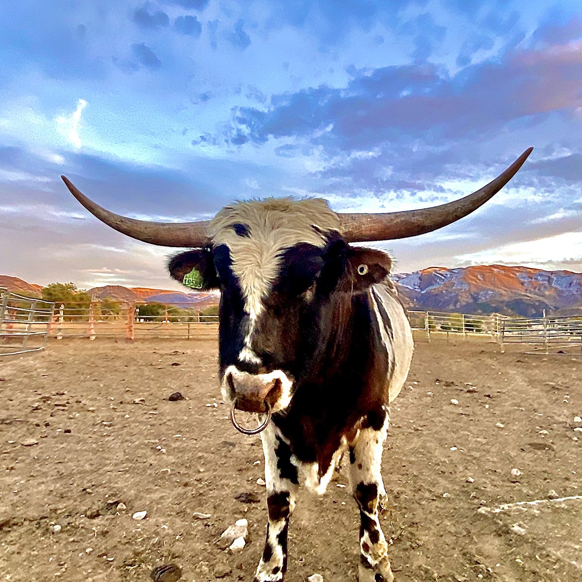 IFA_Farm Contest 25_Day1_Winners_AmandaB_SpanishFork_Cow_IG