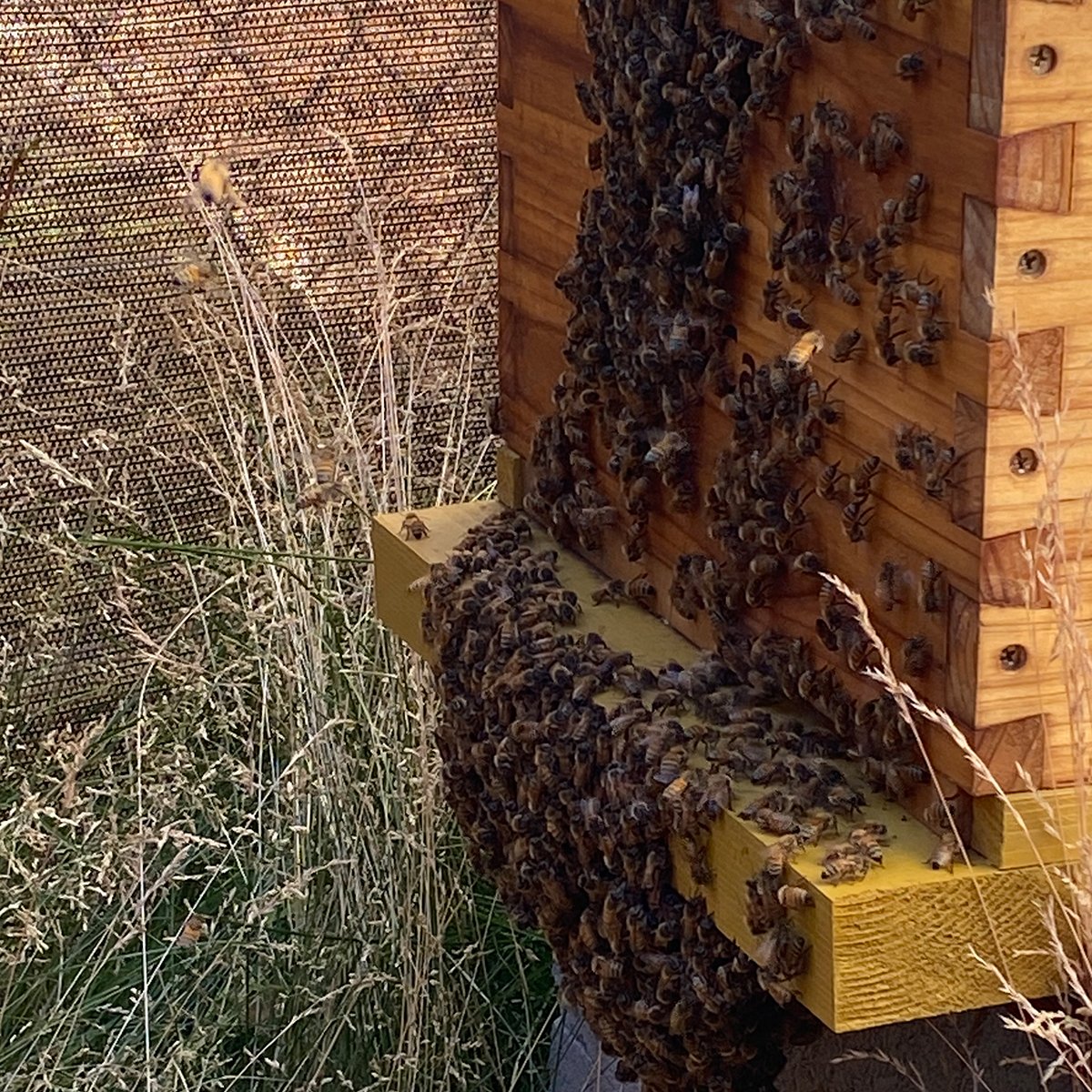 IFA_Farm Contest 25_Day1_Winners_MikeM_Ogden_Bees_IG