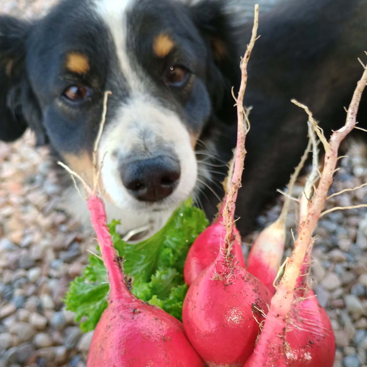 IFA_Farm Contest 25_Day2_Winners_JennW_Salina_DogGarden_IG
