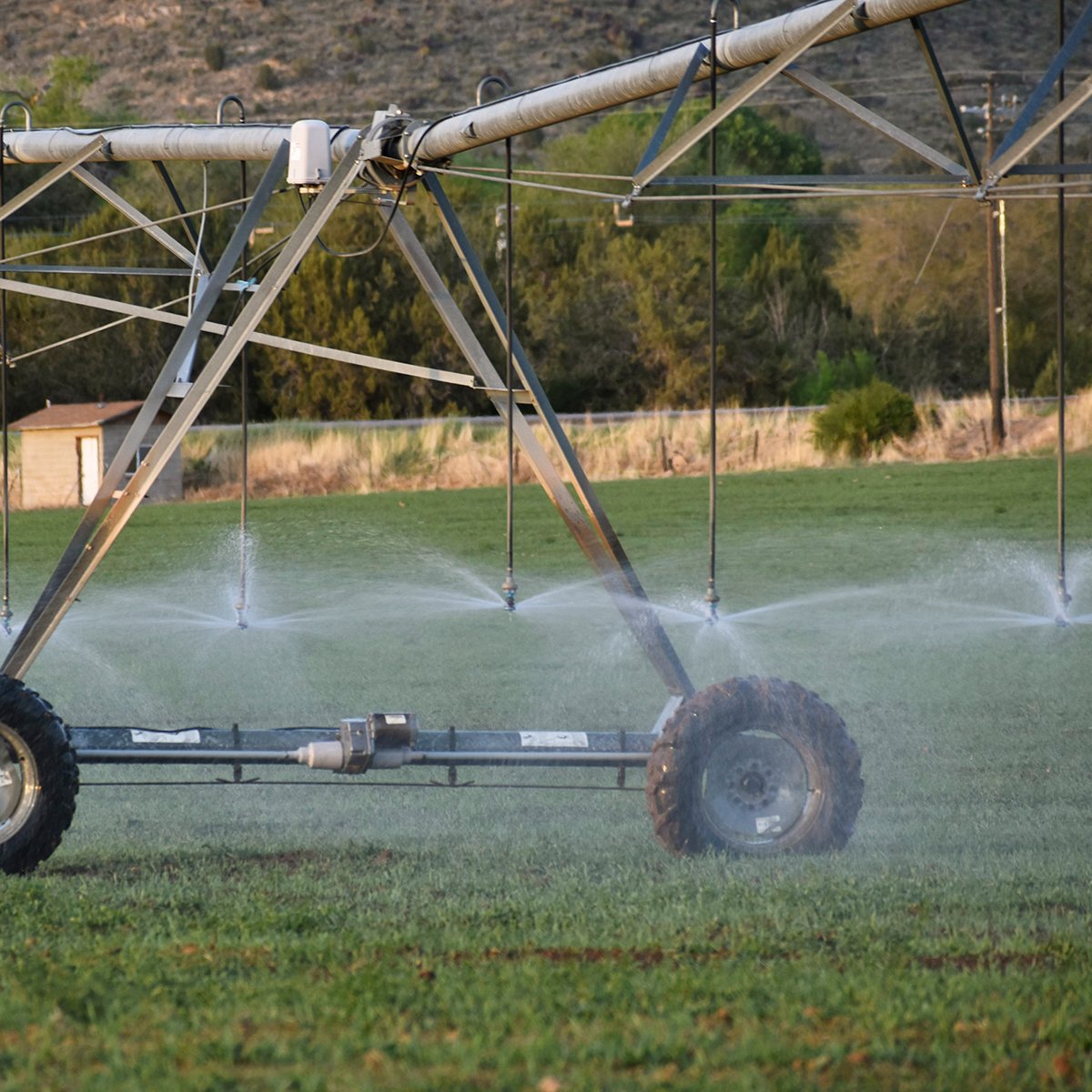 IFA_Farm Contest 25_Day2_Winners_ReinaS_StGeorge_Pivot3_IG