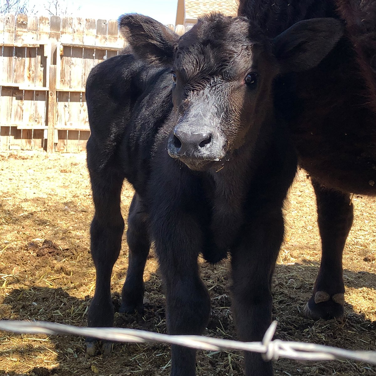 IFA_Farm Contest 25_Day2_Winners_RoleR_CedarCity_Calf_IG