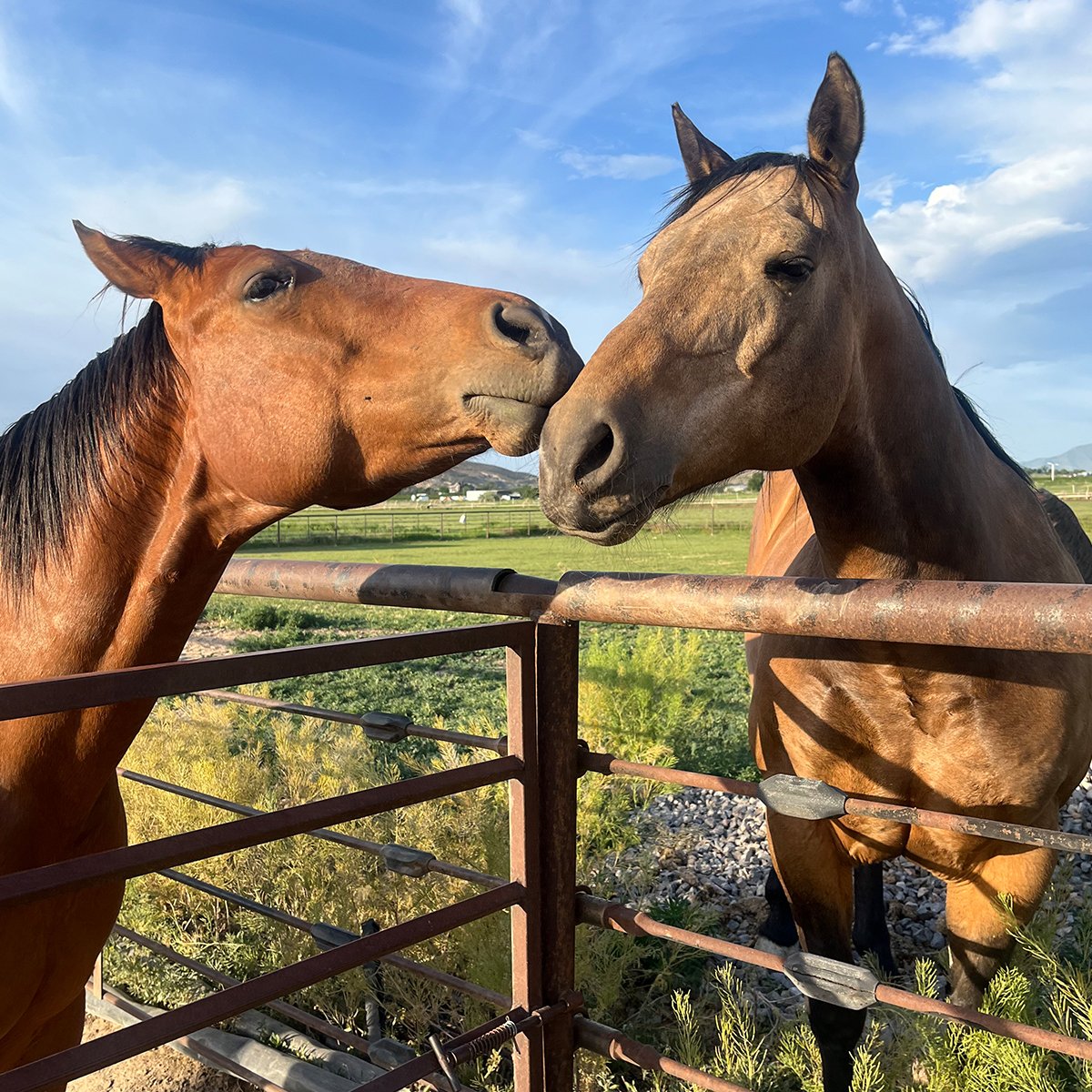 IFA_Farm Contest 25_Day3_Winners_AimeeB_SpanishFork_Horse3_IG
