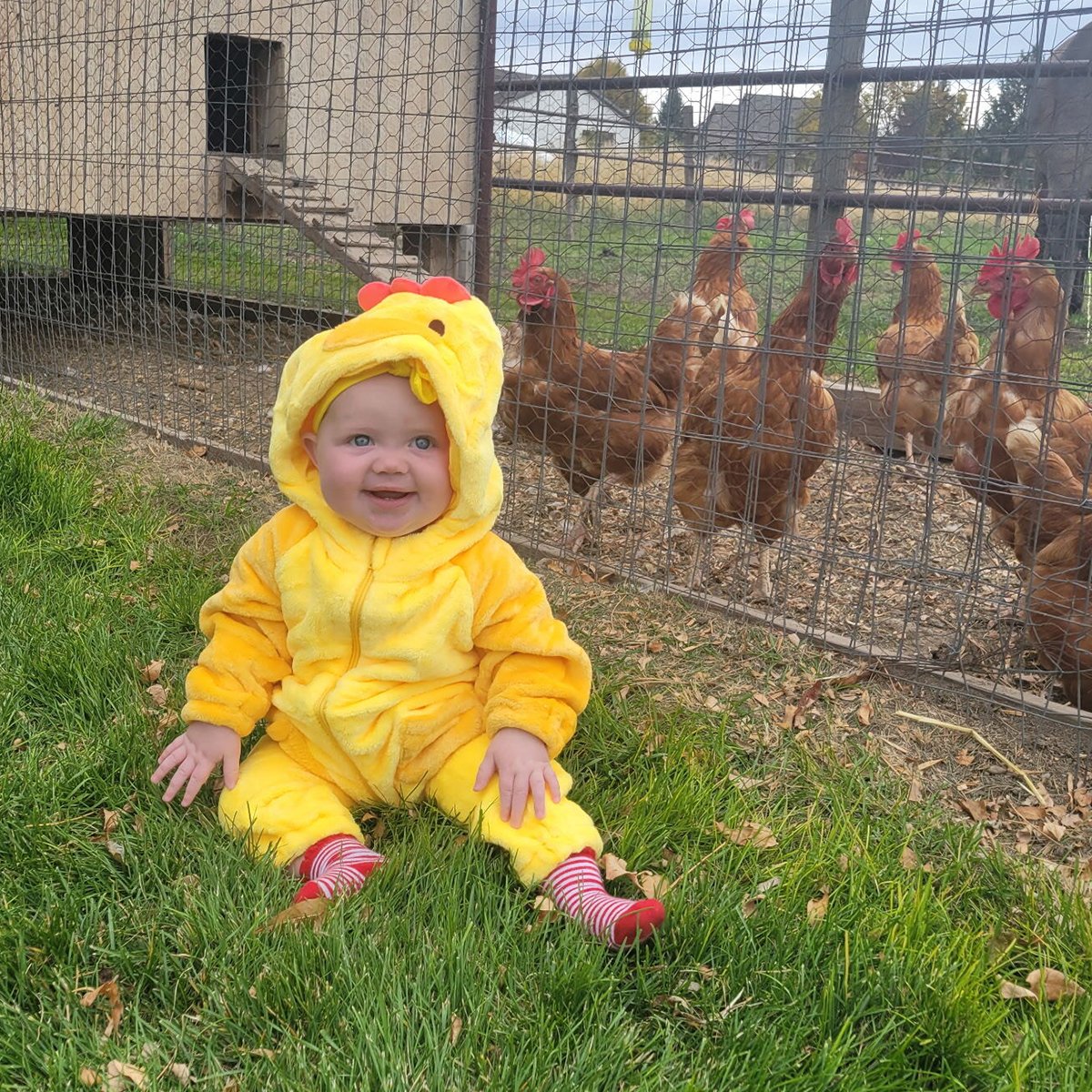 IFA_Farm Contest 25_Day3_Winners_CurtisB_AmericanFork_KidChickens_IG
