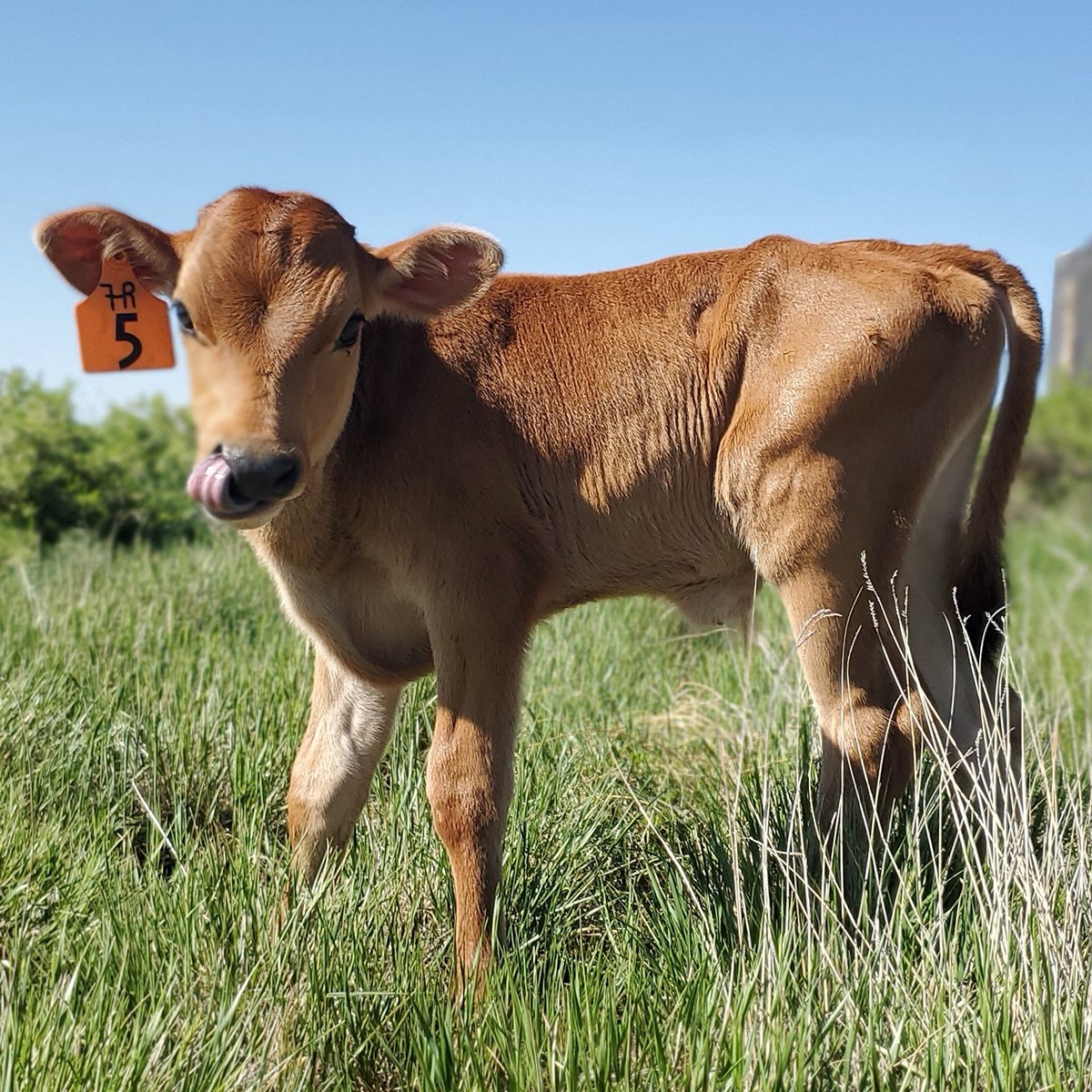 IFA_Farm Contest 25_Day3_Winners_MollieC_Cedar_DairyCow_IG