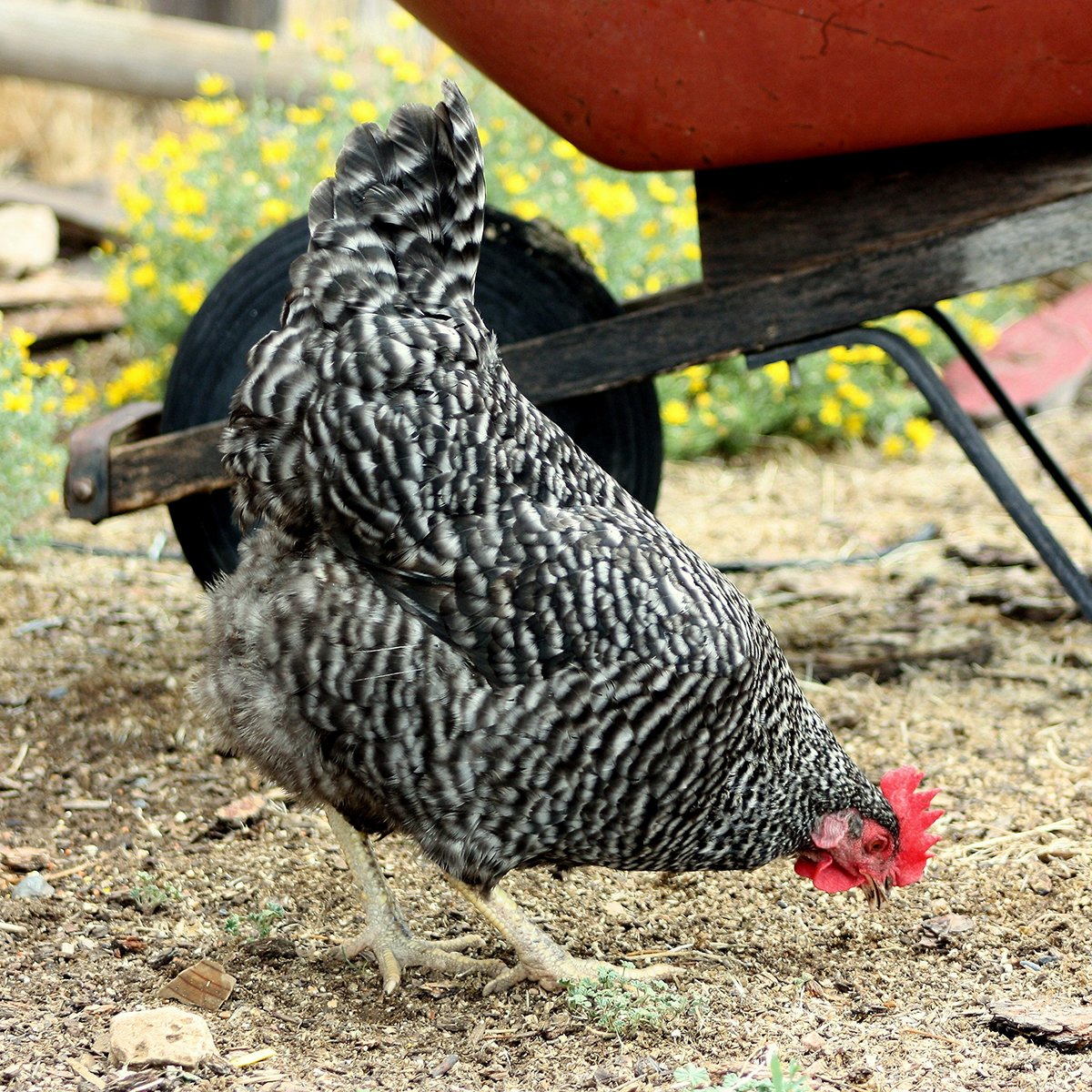 IFA_Farm Contest 25_Day3_Winners_TaylerH_Cortez_Chicken9_IG