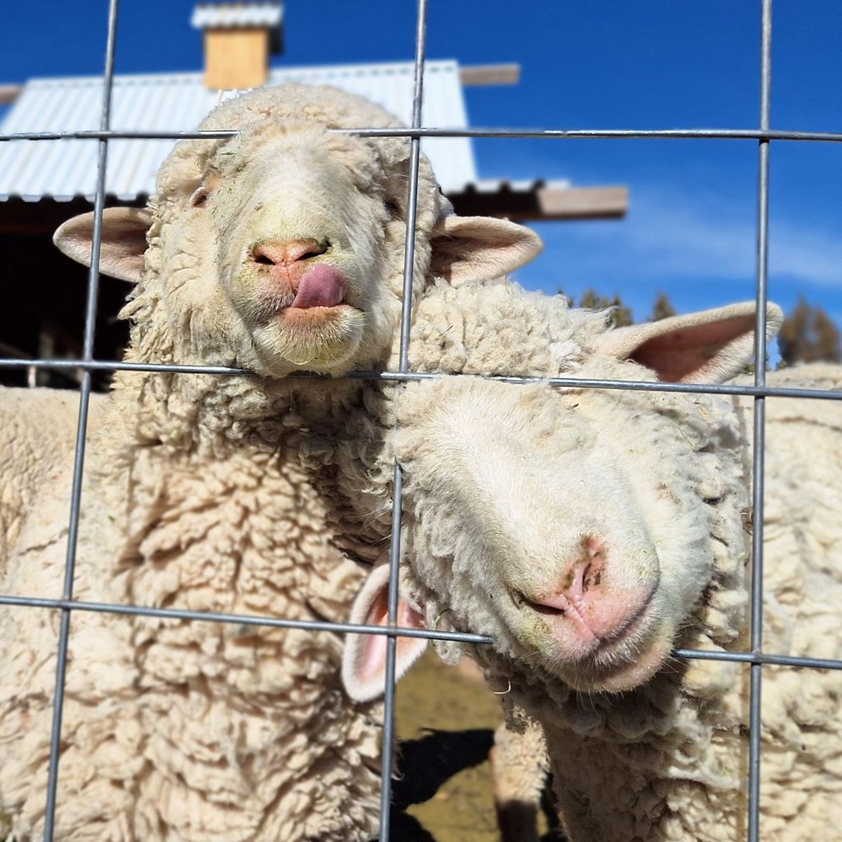 IFA_Farm Contest 25_Day4_Winners_GeorgiannaN_Cedar_Sheep_IG