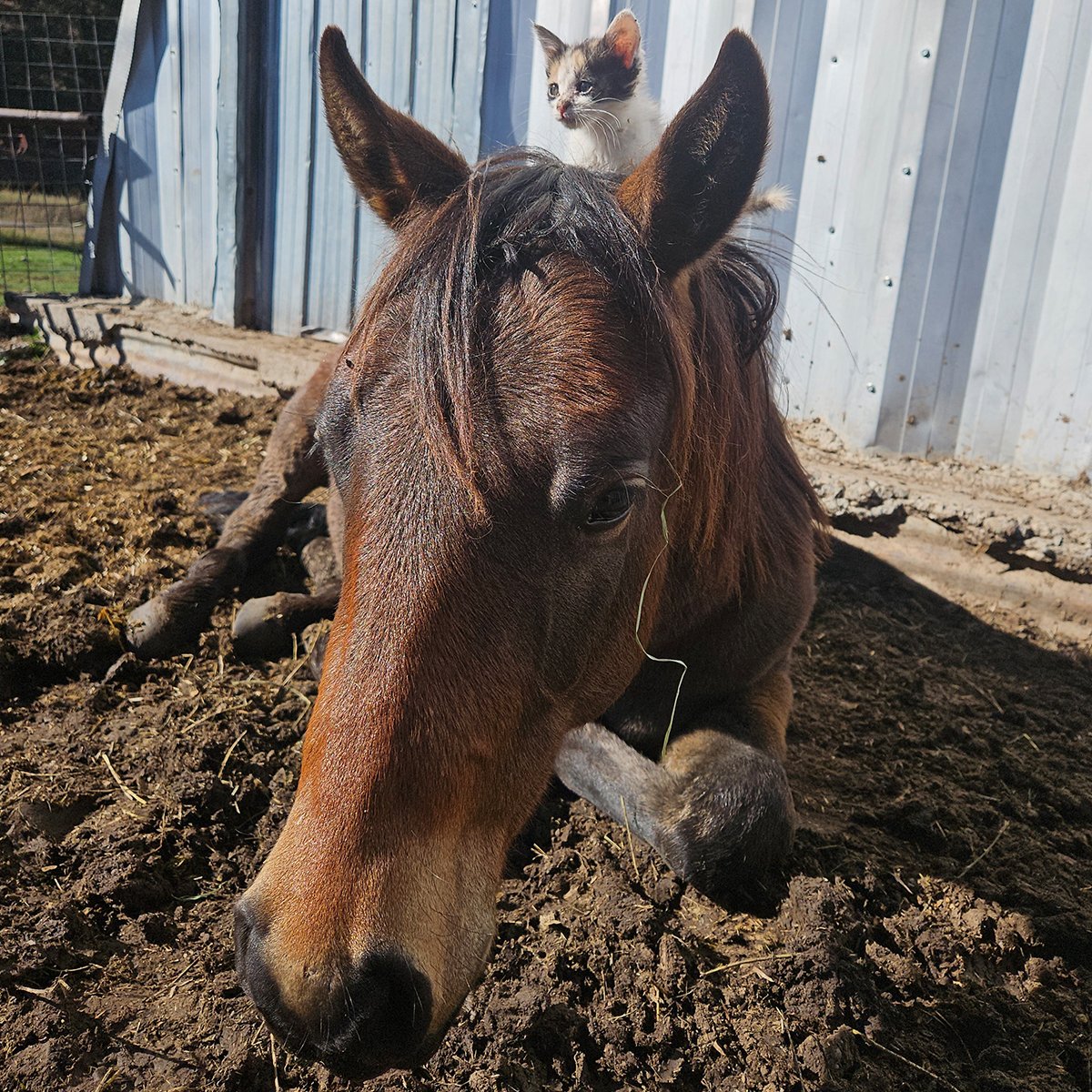 IFA_Farm Contest 25_Day4_Winners_JessicaS_Farmington_HorseCat2_IG