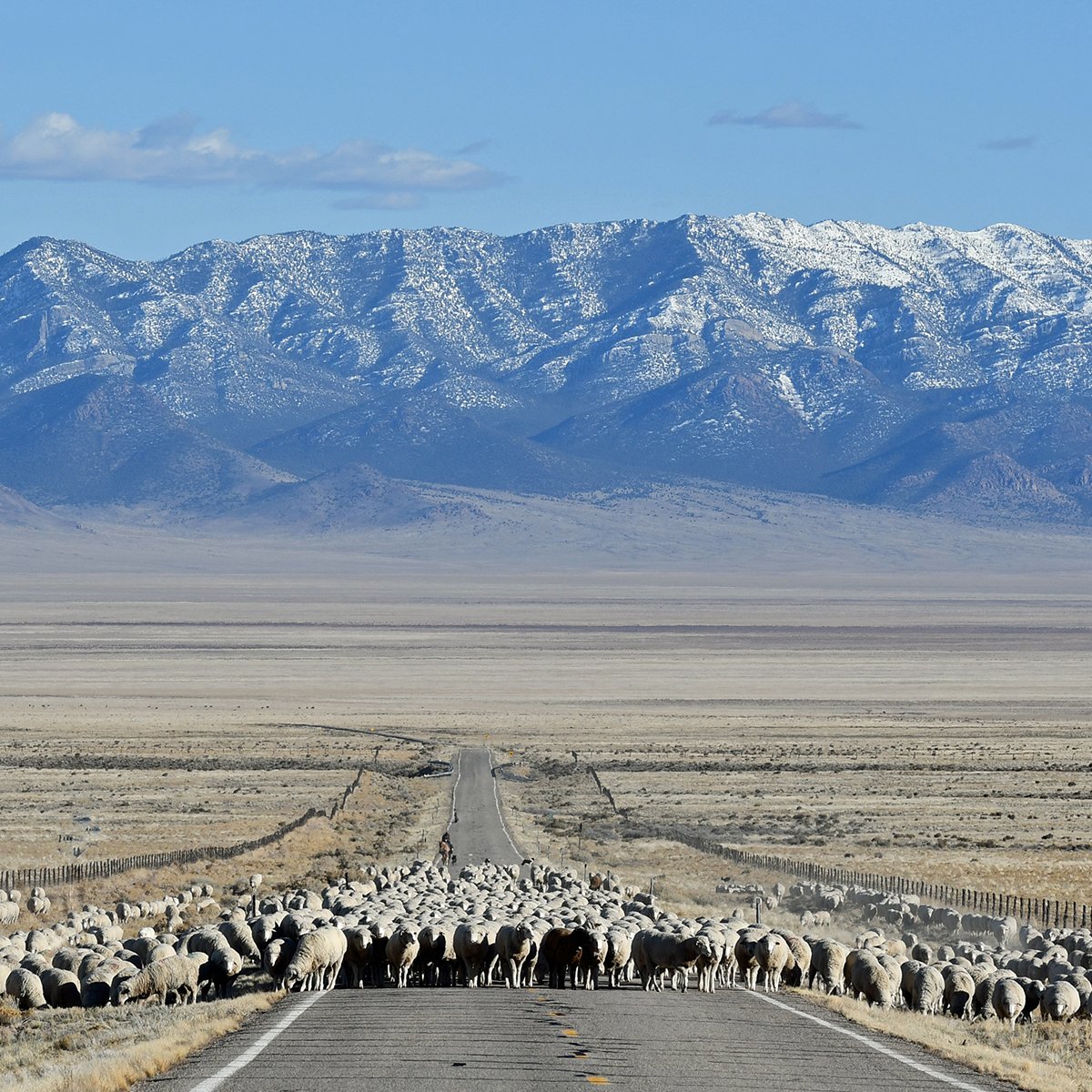 IFA_Farm Contest 25_Day4_Winners_LarryB_SpanishFork_Sheep27_IG