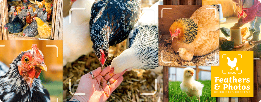 Feathers & Photos Chick Days Contest