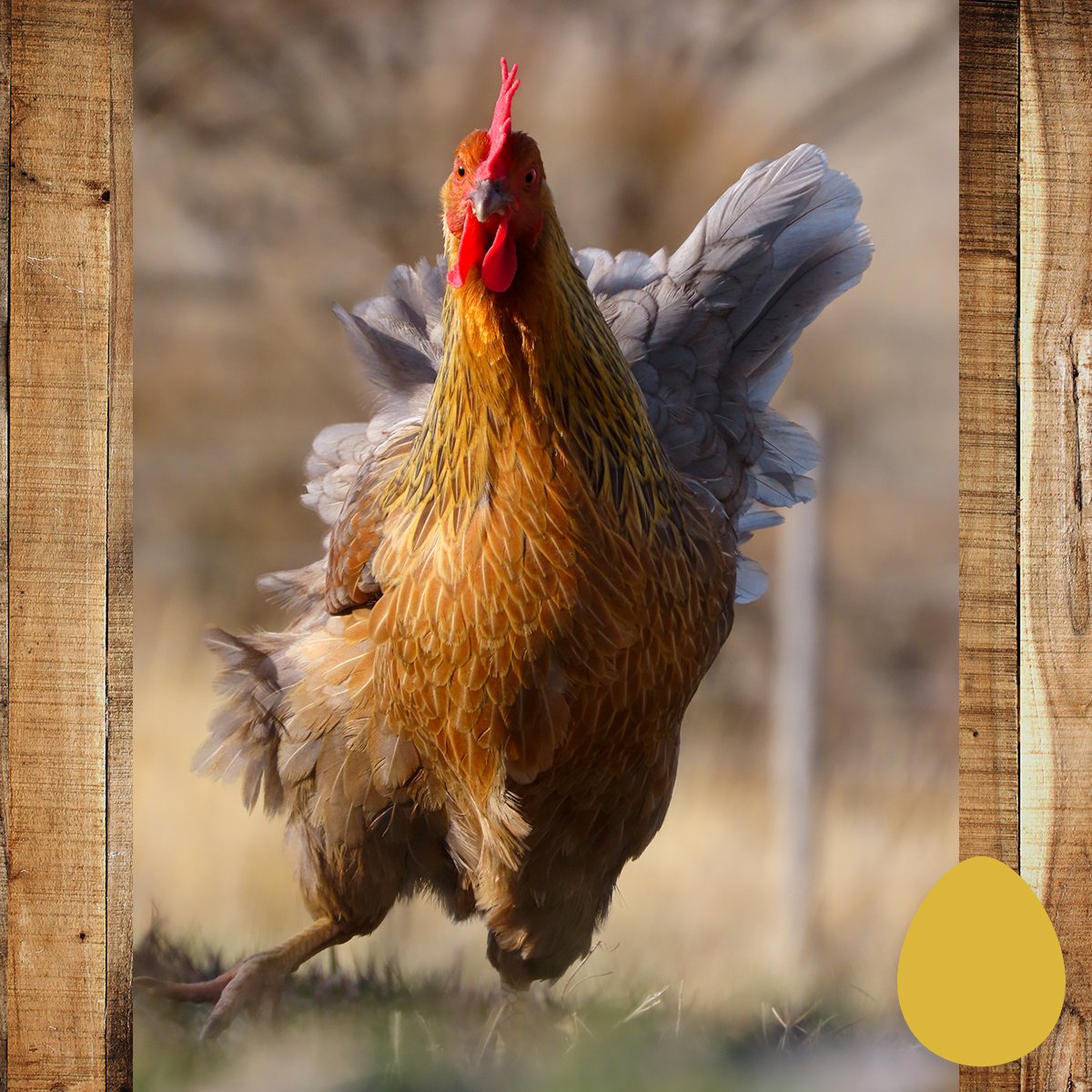 IFA_SM_03-17-26_ChickenContest25_DailyWinner_AlyssaL_AmericanFork_Chicken9