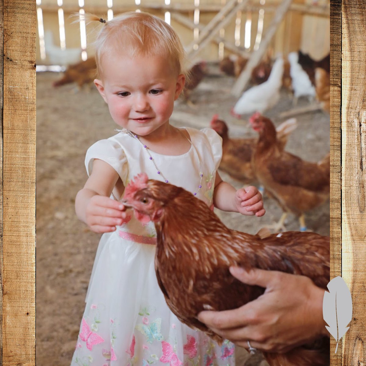 IFA_SM_03-17-26_ChickenContest25_FeatherableM_BrittanyA_Vernal_Chicken