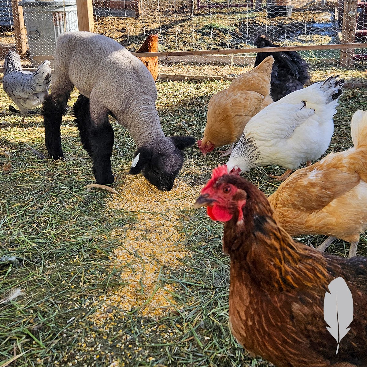 IFA_SM_03-17-26_ChickenContest25_FeatherableM_KayleeM_Salina_ChickensSheep2