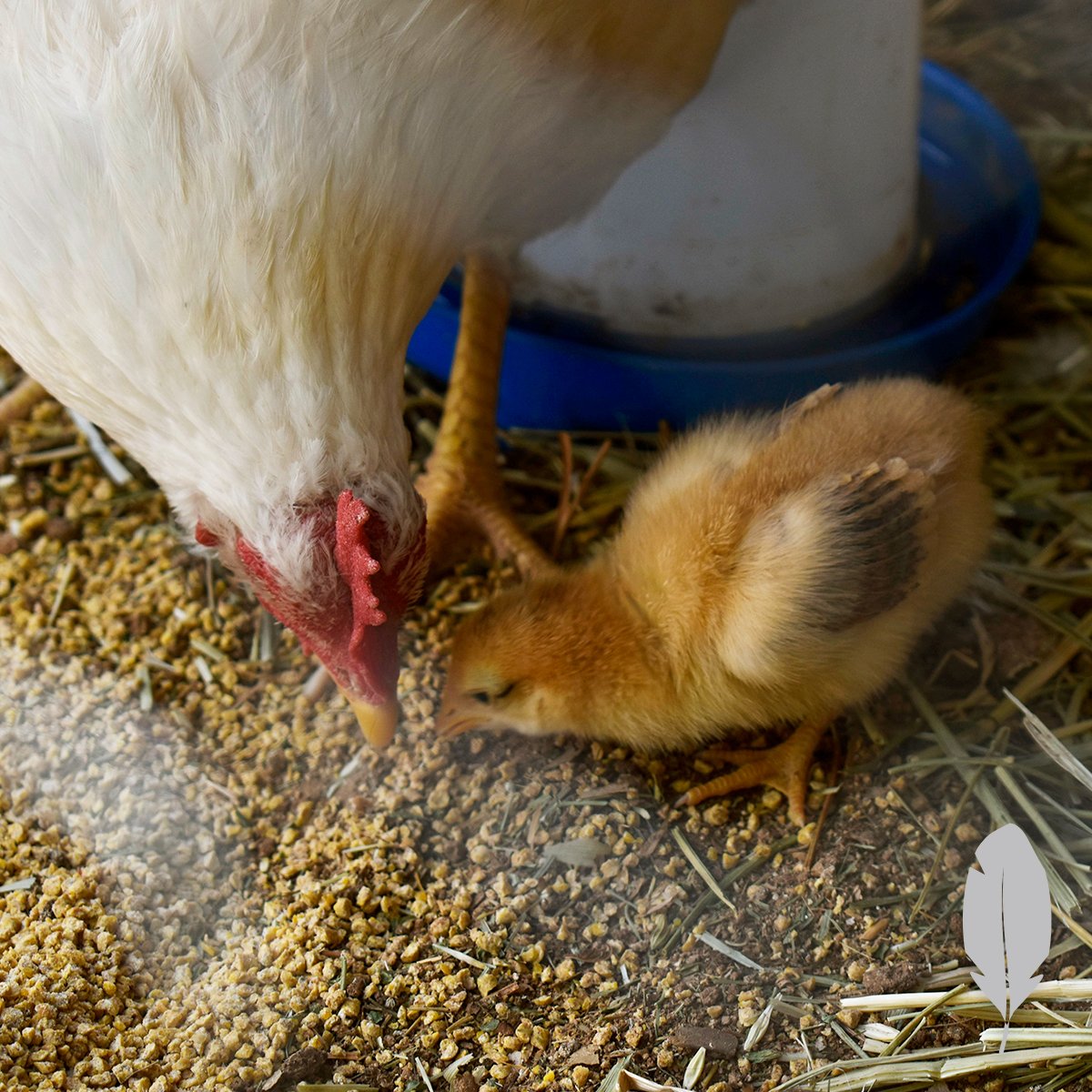 IFA_SM_03-17-26_ChickenContest25_FeatherableM_ReinaS_StGeorge_ChicksChickens4