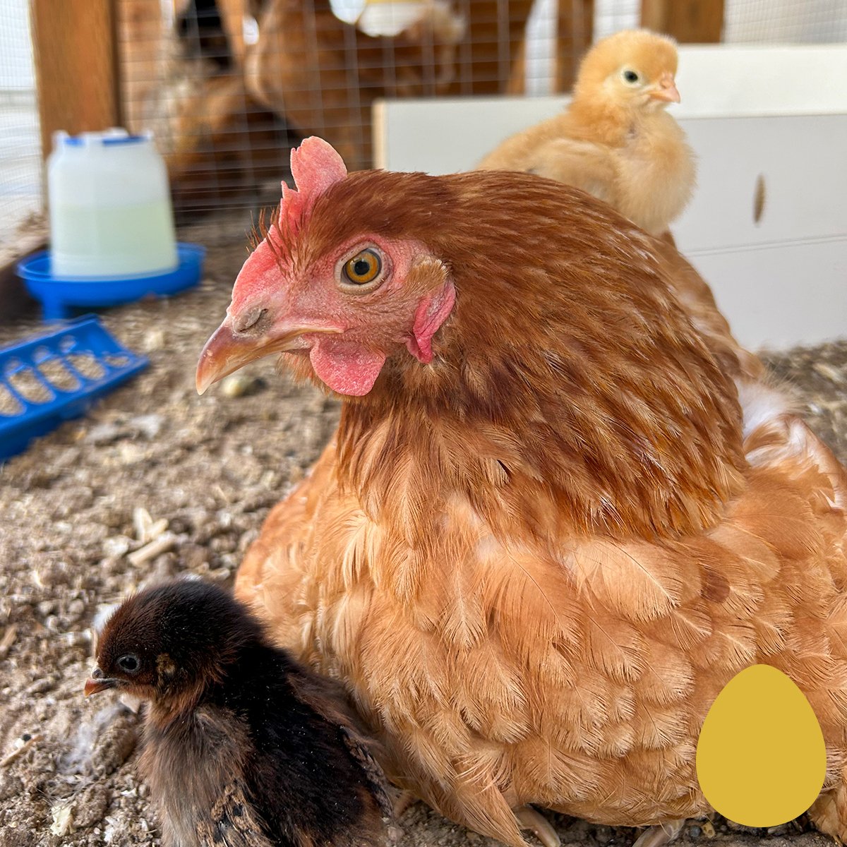 IFA_SM_03-18-26_ChickenContest25_DailyWinner_KeiraF_ARiverton_ChickenChicks