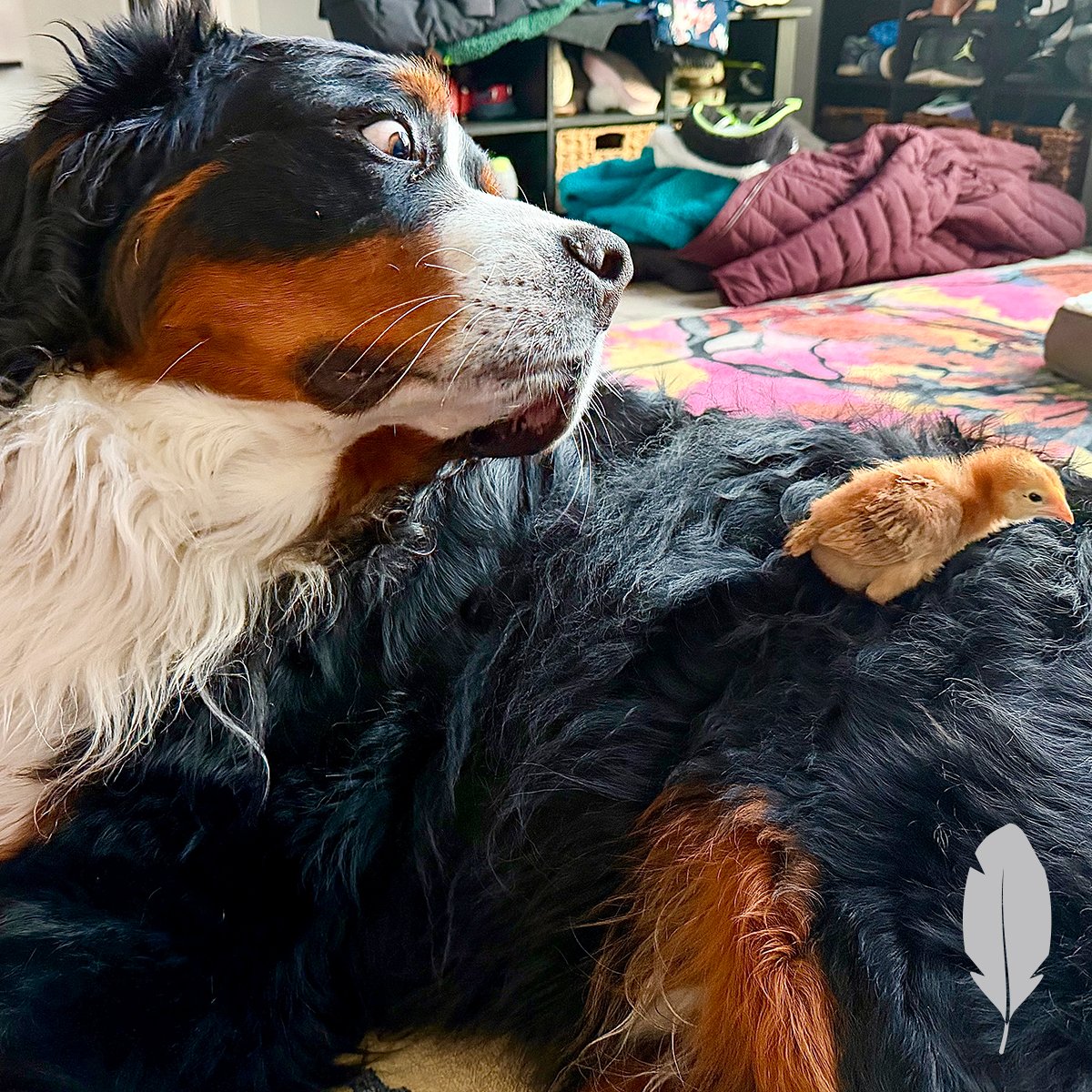 IFA_SM_03-18-26_ChickenContest25_FeatherableM_KeliahD_Riverton_ChickDog