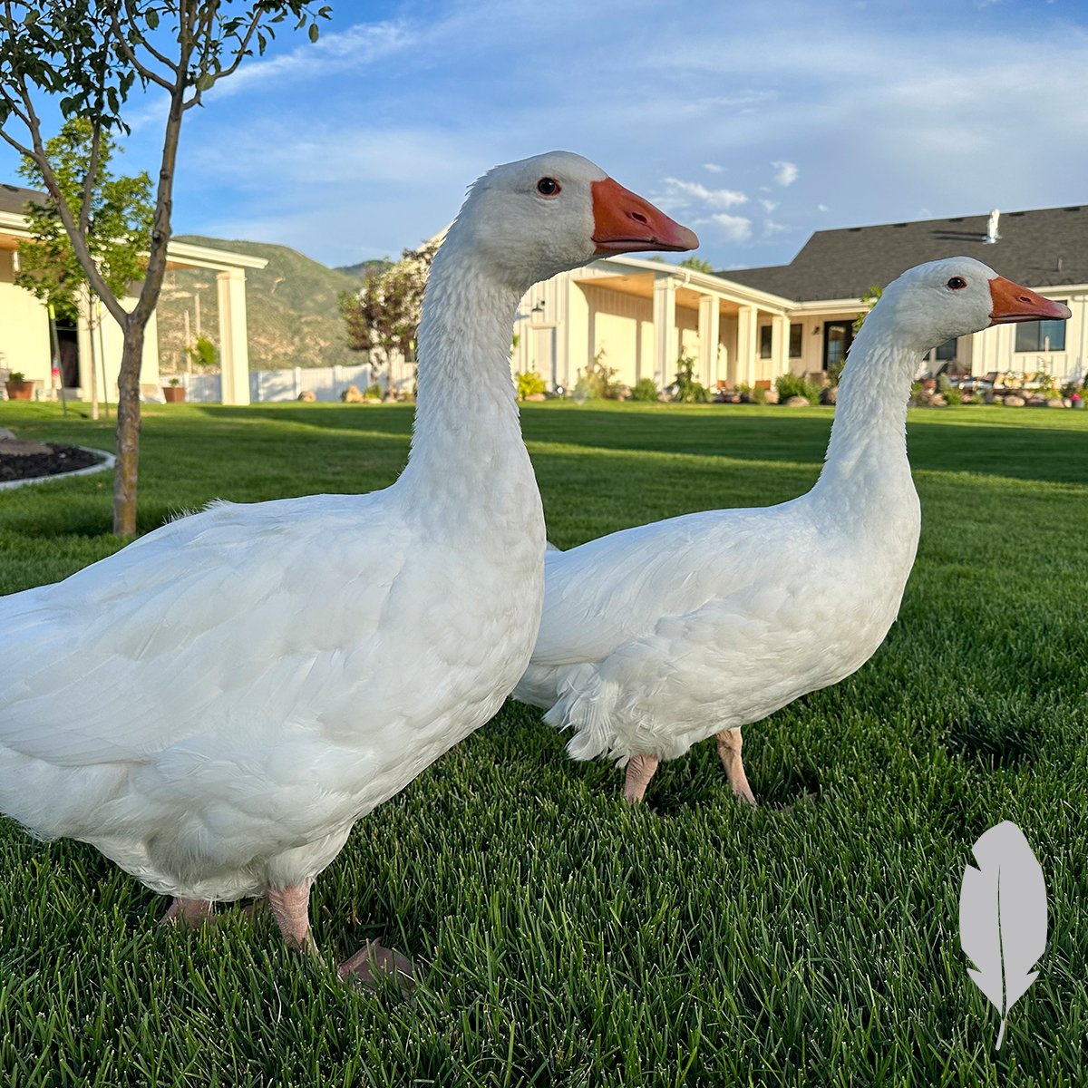 IFA_SM_03-18-26_ChickenContest25_FeatherableM_NateL_Provo_Geese