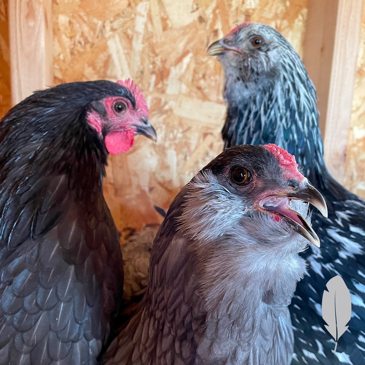 IFA_SM_03-19-26_ChickenContest25_FeatherableM_GennesseG_Ogden_Chicken4
