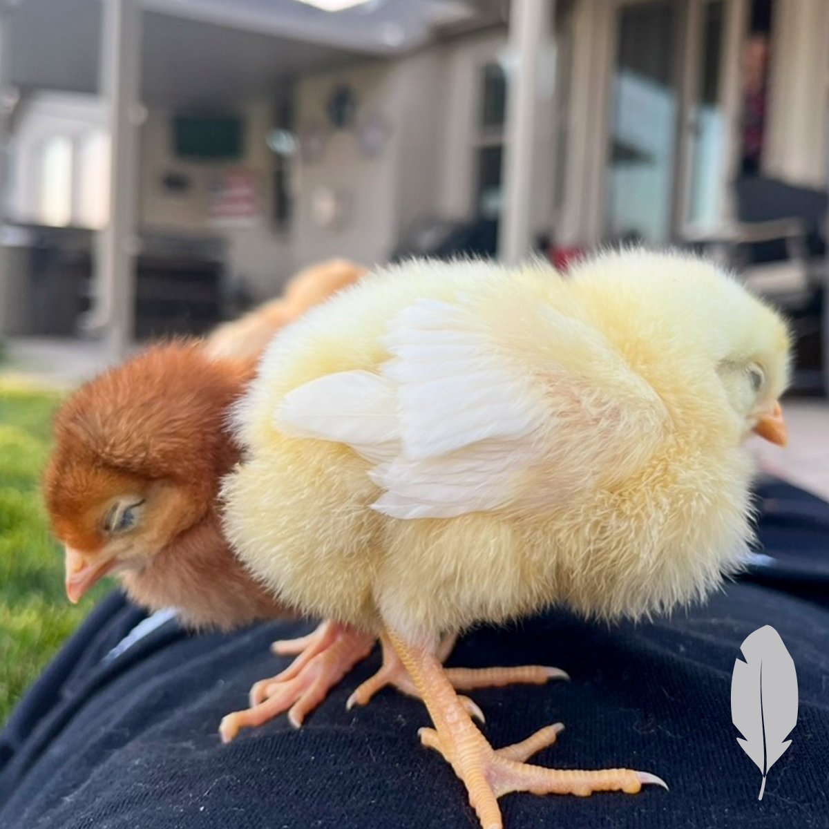 IFA_SM_03-19-26_ChickenContest25_FeatherableM_JalynC_Ogden_Chicks